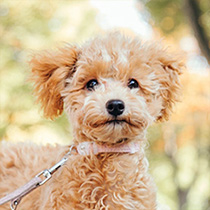 愛犬と一緒にご宿泊！「離れ一軒家」プラン